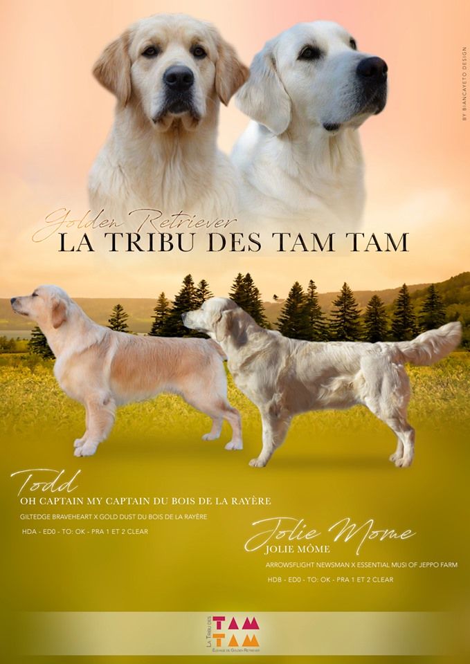 De La Tribu Des Tam Tam - Avril 2020