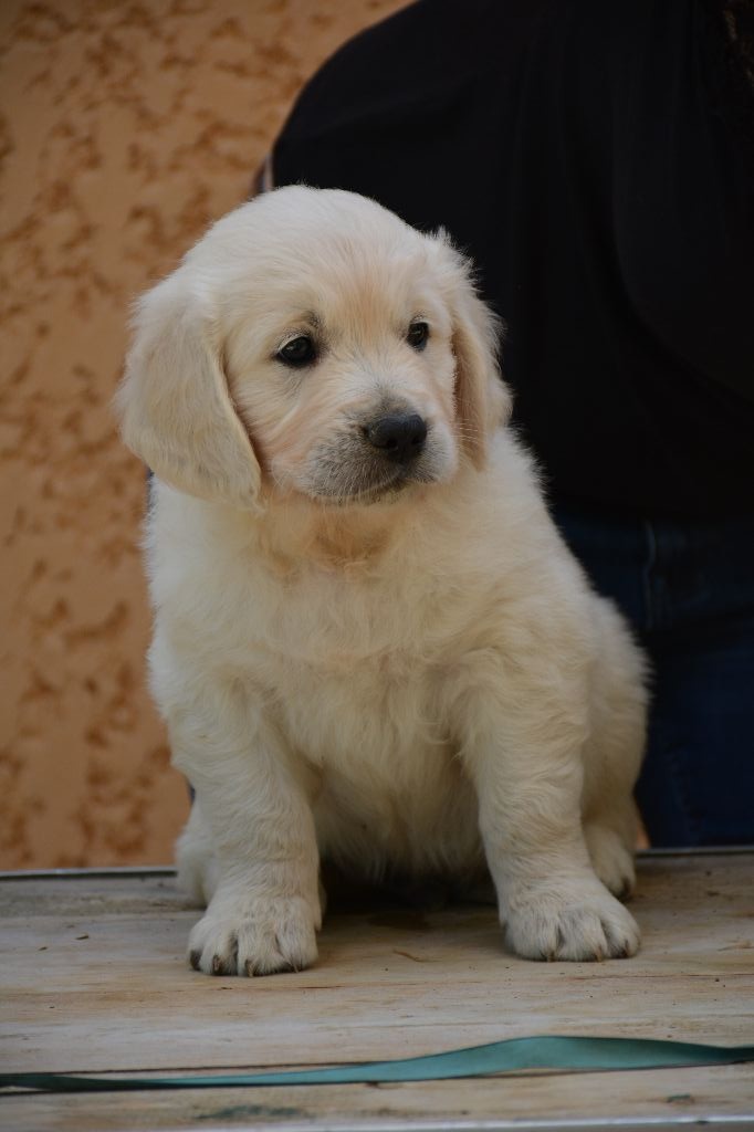 CHIOT